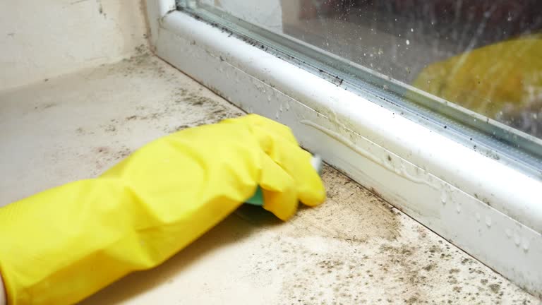 Best Mold Damage Restoration  in Nice, CA